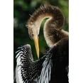 thumbnail image 2 of Jones, Adam 13x18 Gold Ornate Wood Framed with Double Matting Museum Art Print Titled - Anhinga preening Florida, 2 of 4