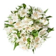 thumbnail image 6 of Alstroemeria 150 Stems of White Farm Direct Fresh Cut Flowers by Bloomingmore, 6 of 6