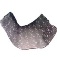 thumbnail image 1 of Seat Cover Rear Back Car Pet Dog Travel Waterproof Wear-resistant,/, 1 of 8