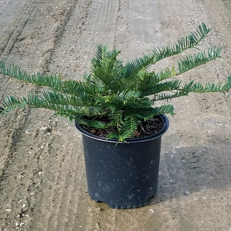 Juemi plumvintageダークグリーン　ブルゾン　パッチ付き ce779432f9Wrf7pbenmq82qH6GFMBW