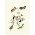 thumbnail image 3 of John Obadiah Westwood 14x18 Black Modern Framed Museum Art Print Titled - The Cabinet of Oriental Entomology Pl IV (1848), 3 of 5