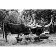 thumbnail image 2 of Highsmith, Carol 14x11 Black Modern Framed Museum Art Print Titled - Longhorn Cattle on Abilene State Historical Park-Texas, 2 of 4