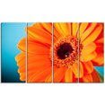 thumbnail image 2 of Orange Daisy Gerbera Flower Close up - Flowers Canvas Wall Artwork, 2 of 3