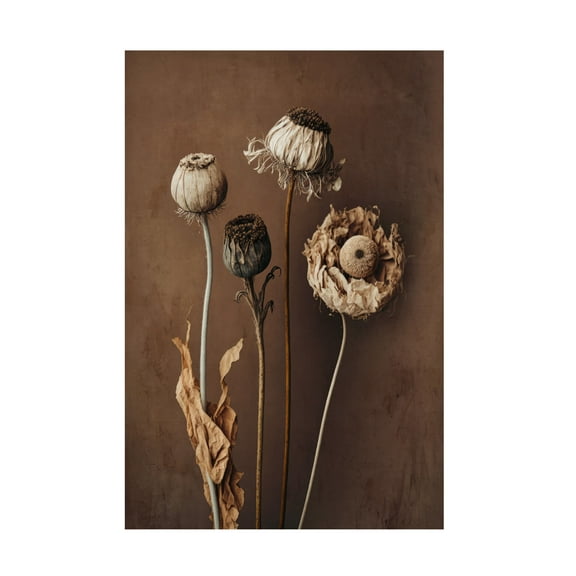 Trademark Fine Art Treechild Three Dry Flowers Canvas Wall Art