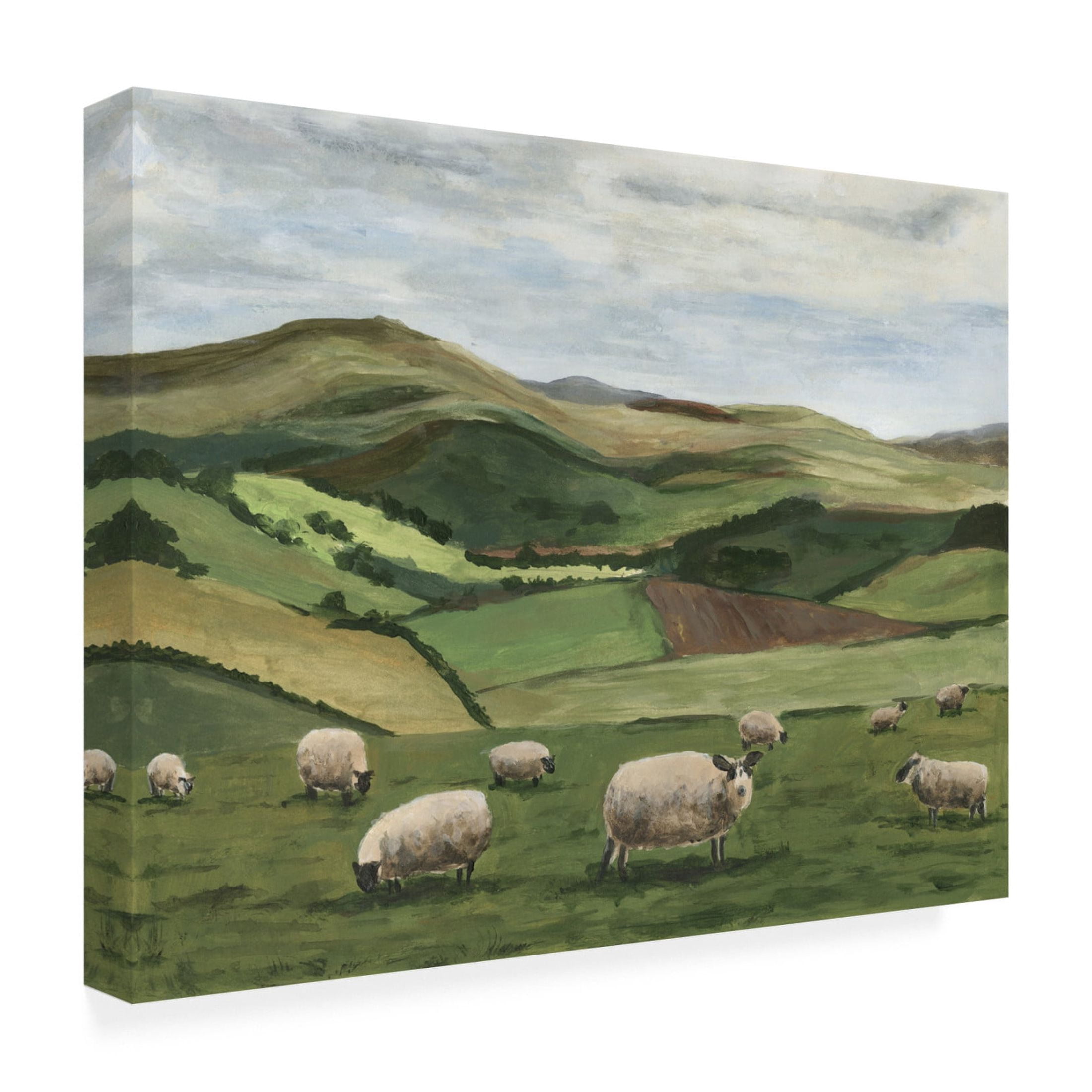 Trademark Fine Art Michael Willett  Highland Sheep II Canvas Wall Art