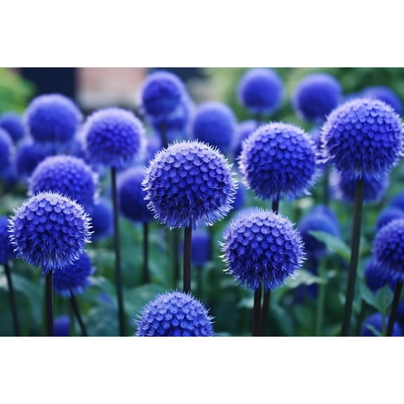 Globe Thistle Seeds for Planting - 50 Seeds - Blue Globe Thistle - Echinops ritro