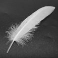 thumbnail image 3 of Feathers Goose Craft 100pcs for Party Hat Decorations 15-22cm, 3 of 5
