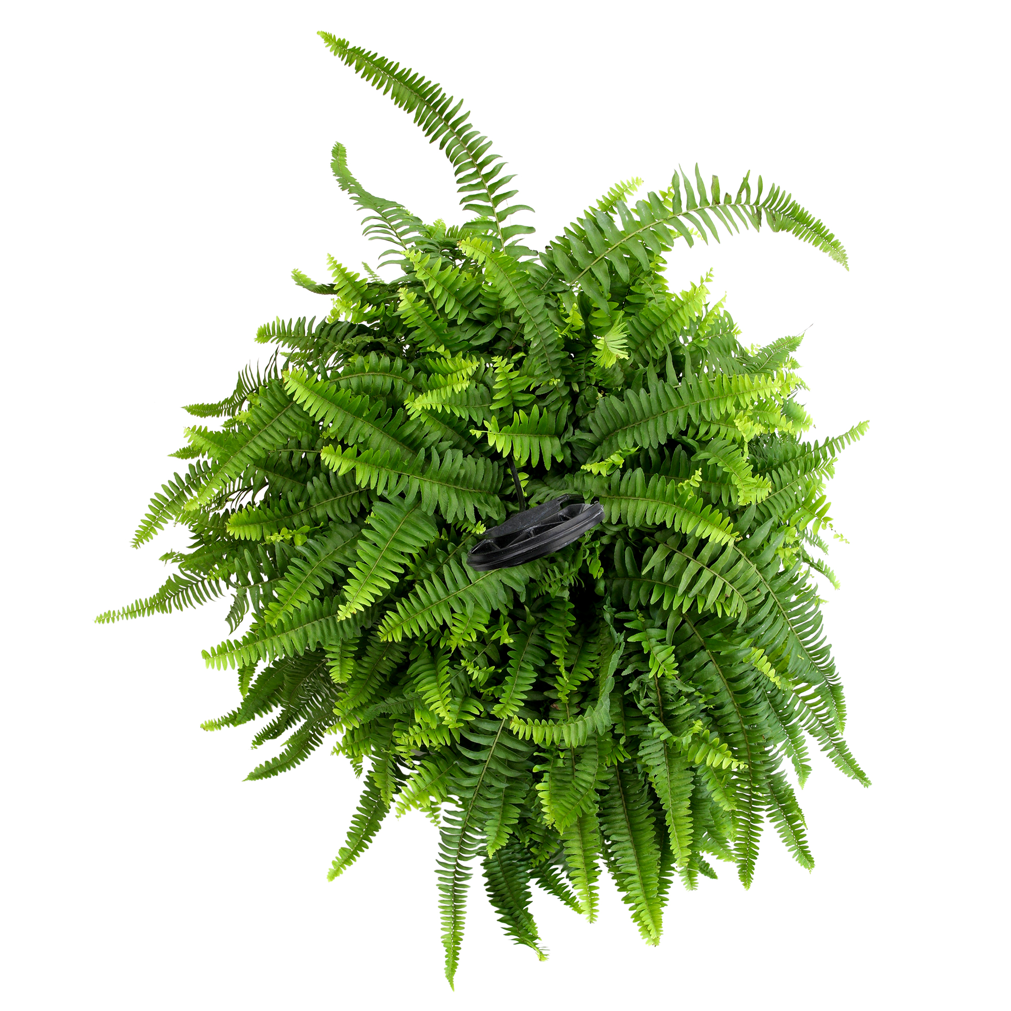 Boston Fern Houseplant & Outdoor Plant | 10in Hanging Basket; Partial Sun | Element by Altman Plants