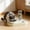 Yellow, variant on Pet Feeder, Two In One Non Slip Detachable Pet Plates Food Grade Easy Clean Bowls for Cats Dogs Dry Wet Food Water, Ideal for Home Travel Cat Dishes