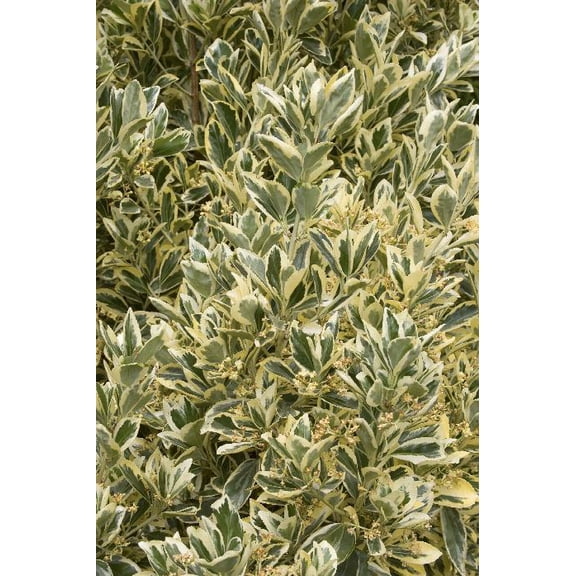 RedCrocus Euonymus Silver King Live Plant, Variegated Evergreen Shrub for Hedges, Borders & Containers, Low Maintenance Landscape  1 Gallon Nursery Pot