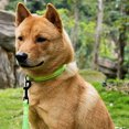 thumbnail image 4 of Flmtop Traction Rope Collar Reflective Explosion Proof Nylon Walking Safety Leashes for Puppy Rose Red, 4 of 9
