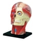 thumbnail image 1 of Medical-Torso Human Body Model Education Head Muscles Nerve Organs Model for Student Teaching Study, 1 of 5