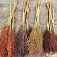 thumbnail image 4 of TomorrowSeeds - Rainbow Colors Broom Corn Seeds - 375+ Count - For 2026 Planting Sorghum Bicolor, 4 of 11