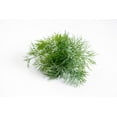 thumbnail image 2 of Bouquet Dill Seeds/ Annual/ Full Sun/ 320K Seeds 1 lb/ Zellajake Farm and Garden - B34, 2 of 6