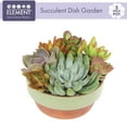 thumbnail image 3 of Element Live Succulent Garden in 5 in. Clay Pot with Accent Rim, Easy Plant Gift, Full Sun, 3 of 8