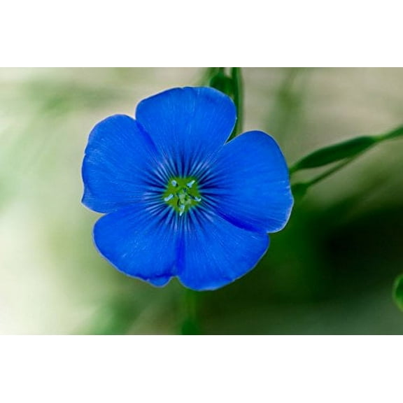 Flax Blue Nice Garden Flower by Seed Kingdom 1/4 Lb Seeds