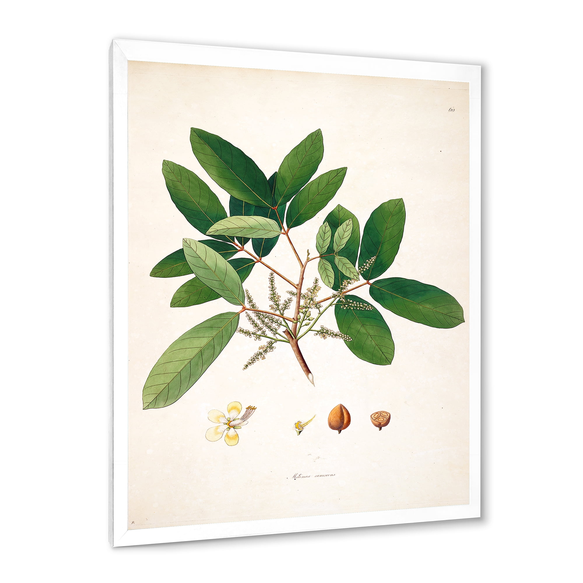 Designart 'Ancient Botanicals II' Farmhouse Framed Art Print