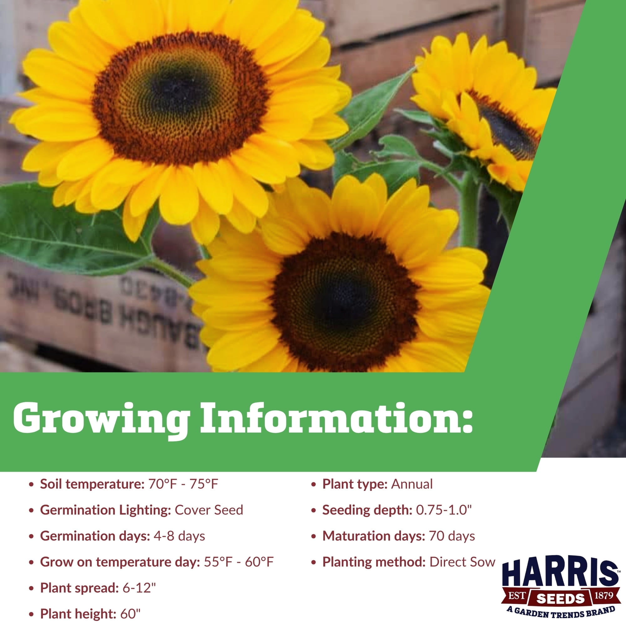 Harris Seeds Sunflower Vincent’s Choice F1 , Single-Stem Cut Flower Variety, 1,000 Count