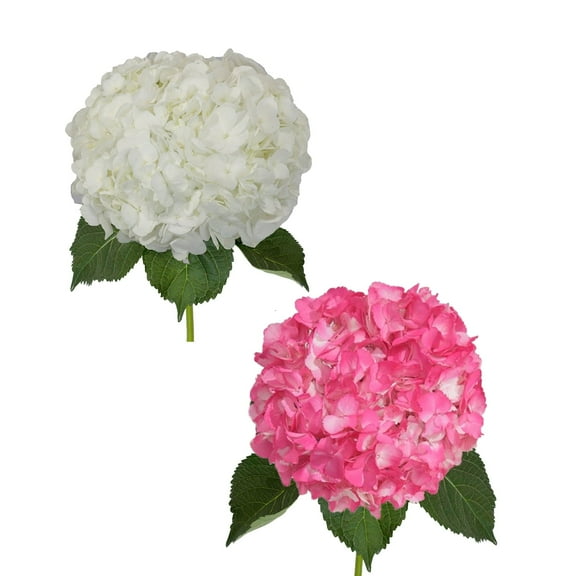 Hydrangeas 30 Stems of White and Airbrushed Hot Pink, Farm Direct, Farm Direct Fresh Cut Flowers by Bloomingmore