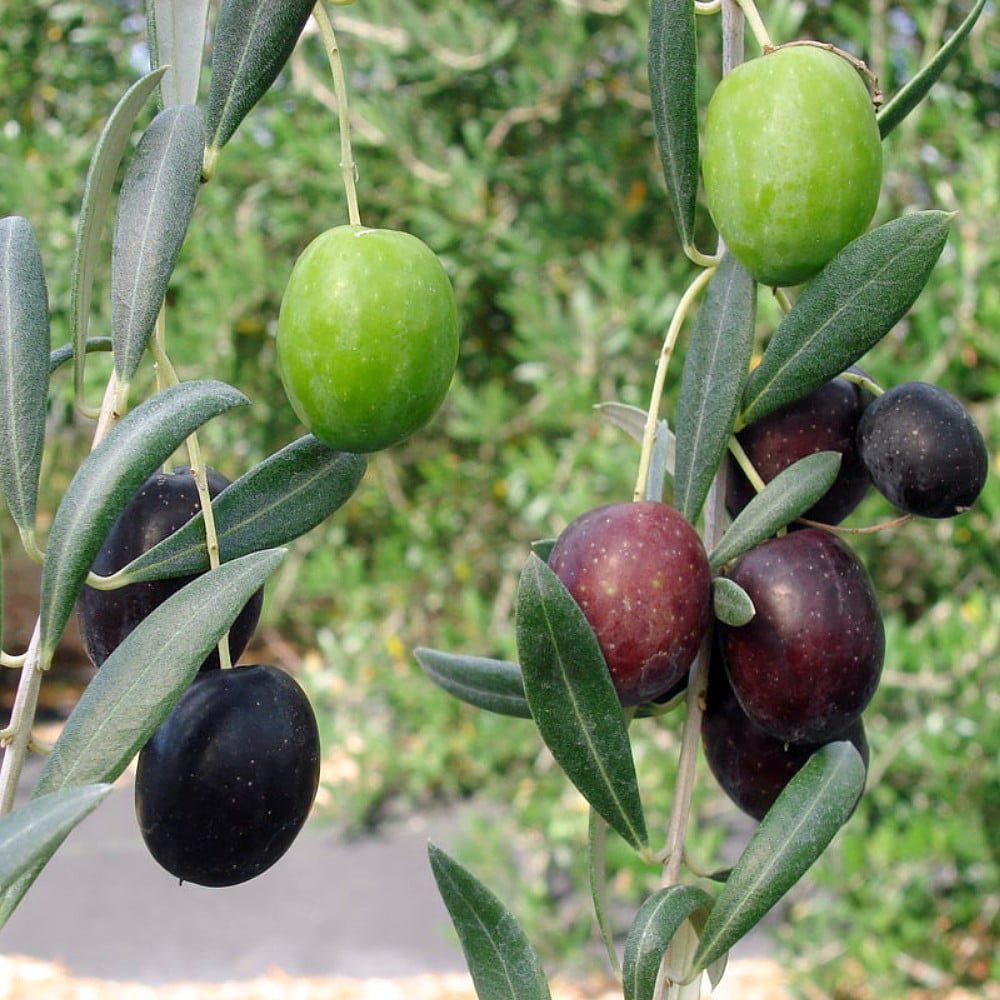 Manzanilla Olive Tree Live Plant Cold Hardy Fruit  1-2' 