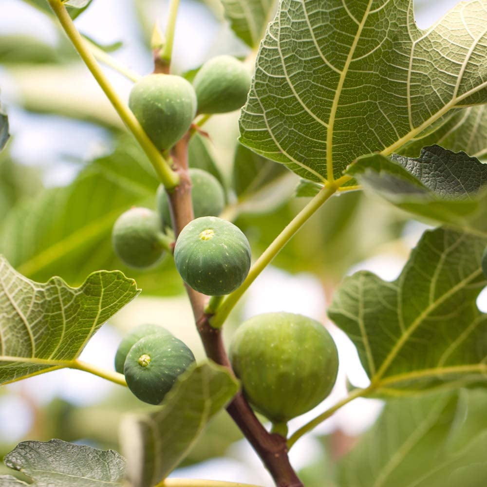 1 Gal. Celeste Fig Tree Sugar Fig Fruit