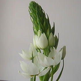 GlobalRose 40 Fresh Cut Star Of Bethlehem White Flowers - Fresh Flowers For Birthdays, Weddings or Anniversary