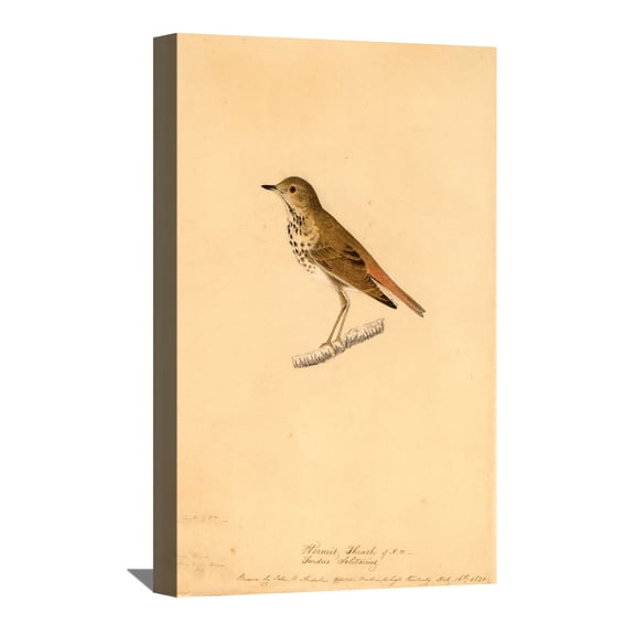 John James Audubon Painting Hermit Thrush By Audubon Canvas Art Birds Framed Wall Art