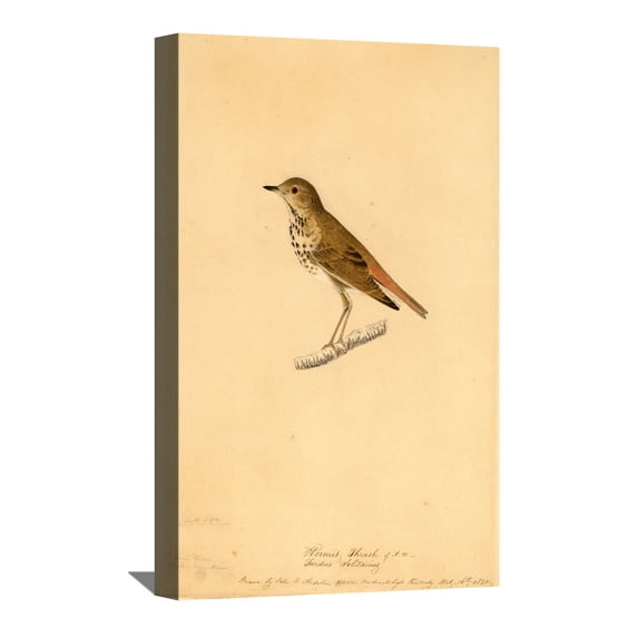 John James Audubon Painting Hermit Thrush By Audubon Canvas Art Birds Framed Wall Art