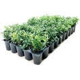 thumbnail image 2 of Soft Touch Compact Japanese Holly | 30 Live Plants | Ilex crenata | Low Maintenance Evergreen Shrub, 2 of 6
