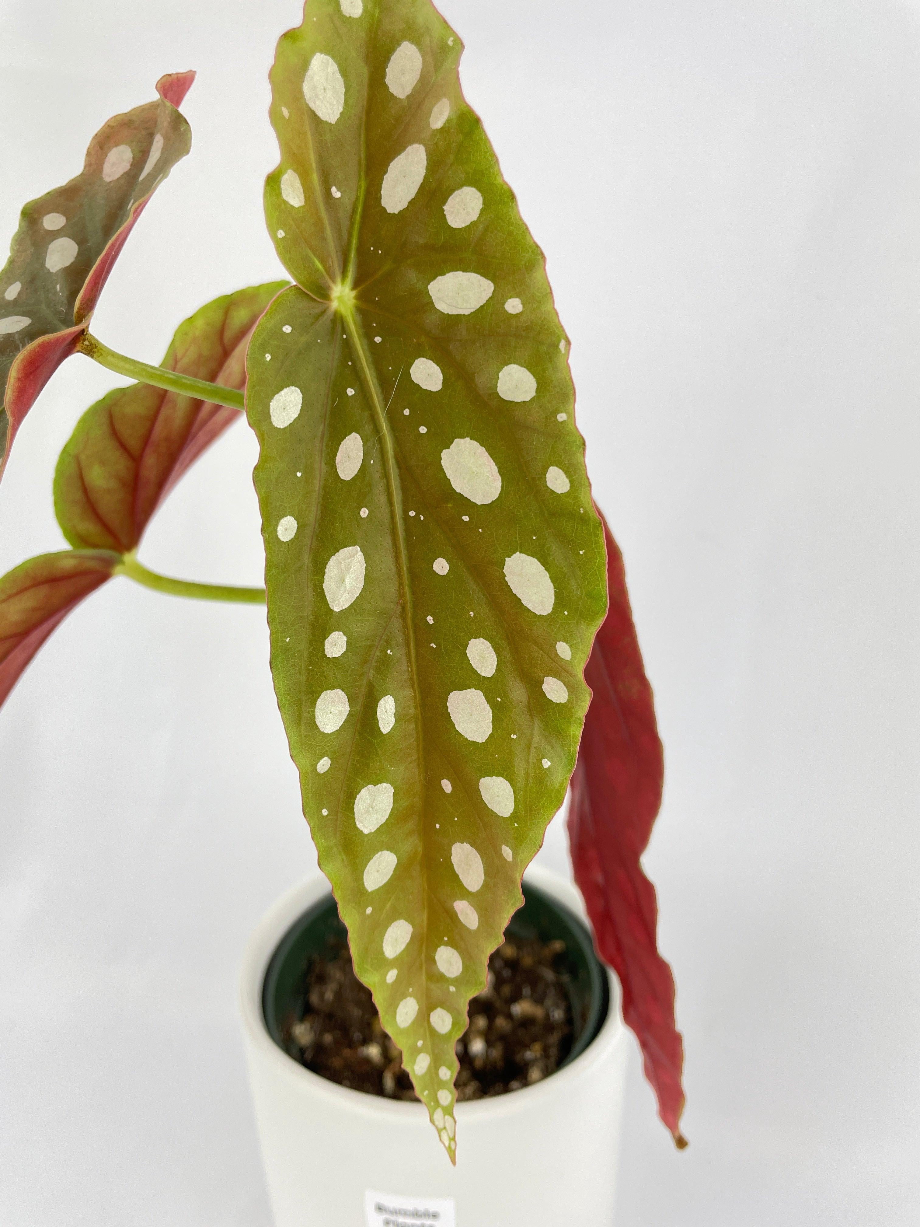 Bumble Plants Begonia Maculata - Full Live Colorful Houseplant in Nursery Pot, Easy Care, Indoor Plant for Beginners