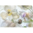 thumbnail image 2 of Disher, Mandy 24x17 White Modern Wood Framed Museum Art Print Titled - Anemone Frost, 2 of 4