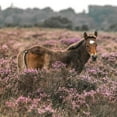 thumbnail image 2 of Frank, Assaf 15x15 Gold Ornate Wood Framed with Double Matting Museum Art Print Titled - Wild Horse-New Forest, 2 of 4