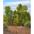 thumbnail image 2 of Fitzharris, Tim 20x24 Gold Ornate Wood Framed with Double Matting Museum Art Print Titled - Riverine Forest-Dead Horse Ranch State Park-Arizona, 2 of 4