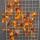thumbnail image 5 of Guirnalda de luces de hojas de arce | 20 luces LED a pilas para decoración de Halloween, 5 of 6