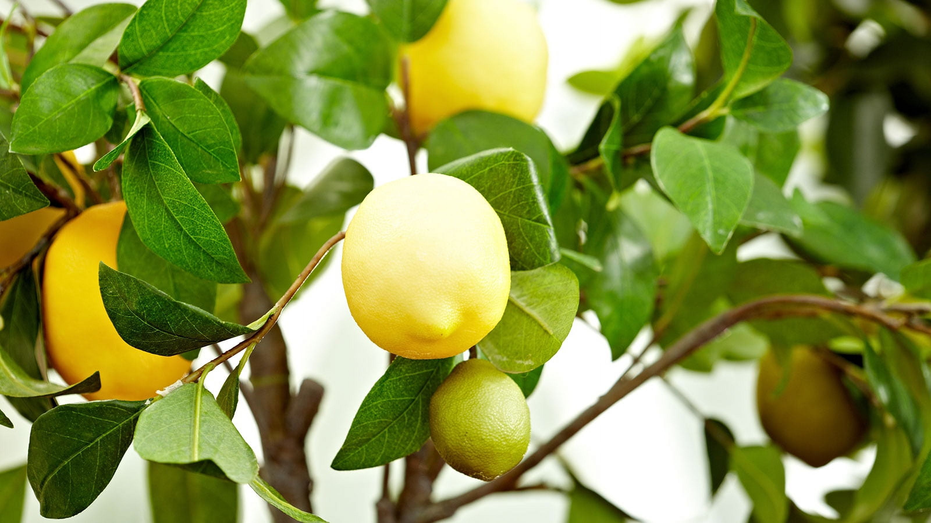 Fresh Bulk Yellow Lemons - High Quality Perfect for Juicing and Cooking