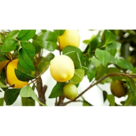 Fresh Organic Lemons, 2 lb Bag