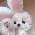 thumbnail image 4 of Funny Cat Headgear Cute Rabbit Ears Cap For Cats Warm Hat X1 Plush Pet ., 4 of 7