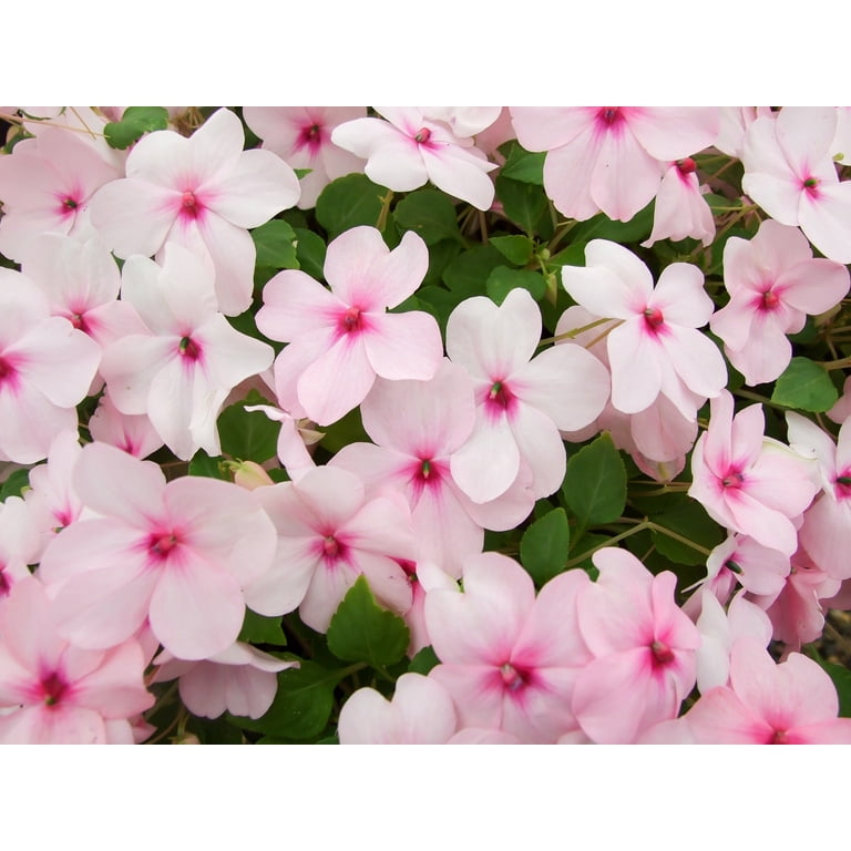 50 DWARF PINK IMPATIENS Walleriana Sun or Full Shade Flower Seeds