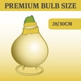 thumbnail image 4 of High Flying Flag Picasso Waxed Amaryllis Flower Bulb with Stand, Grow Real Blooming Indoor Spring Flowers, No Water Needed, 4 of 7