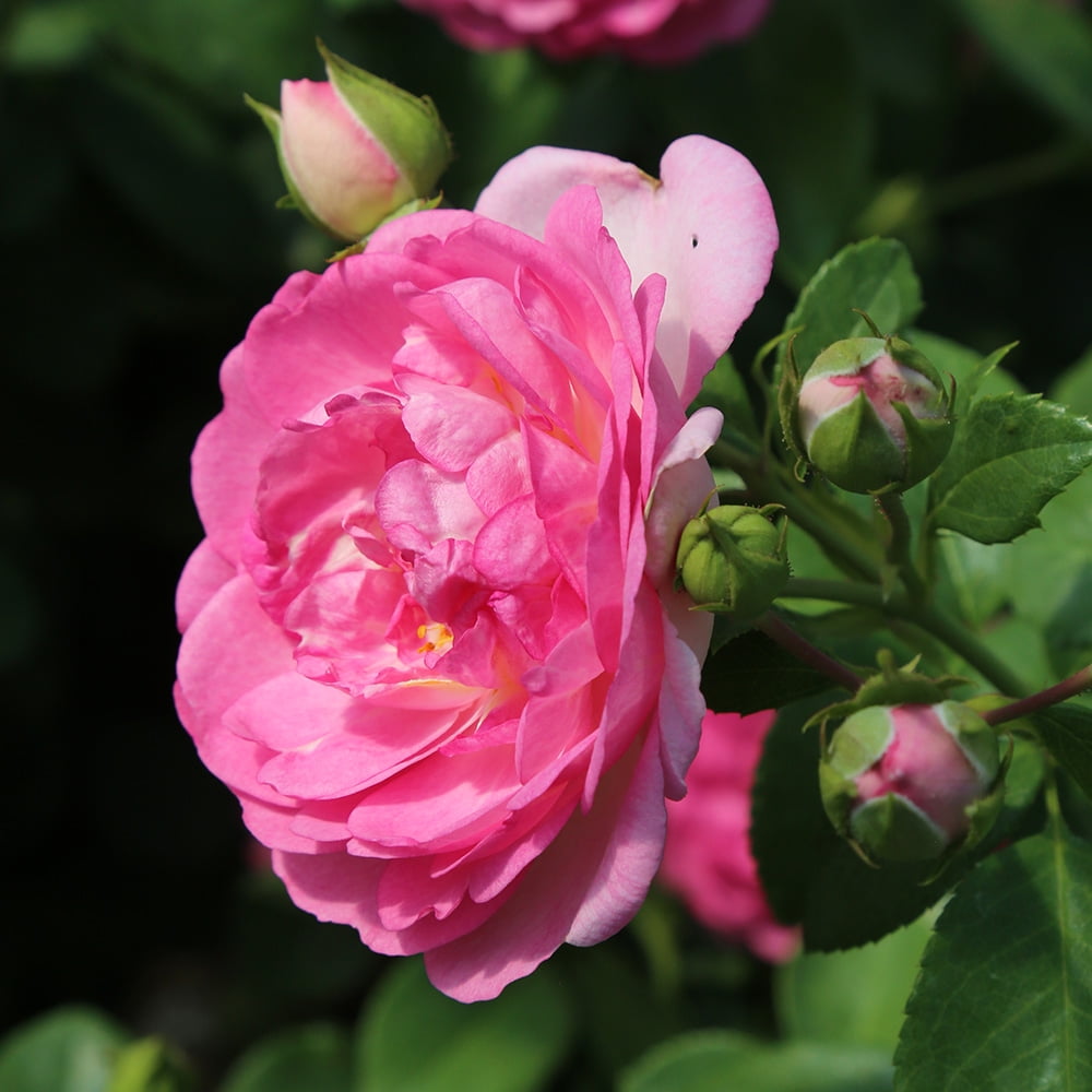 Arborose® Jasmina™ Climbing Rose by Heirloom Roses - Climbing Roses Live Plants For Planting Outdoors