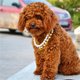 thumbnail image 1 of Xihbxyly Collar de Perlas para Perro, Hecho a Mano con Perlas Artificiales y Diamantes de Imitación, Cierre Ajustable para Un Ajuste Fácil, Elegante Collar Brillante, Joya para Cachorros para Fiestas, 1 of 6