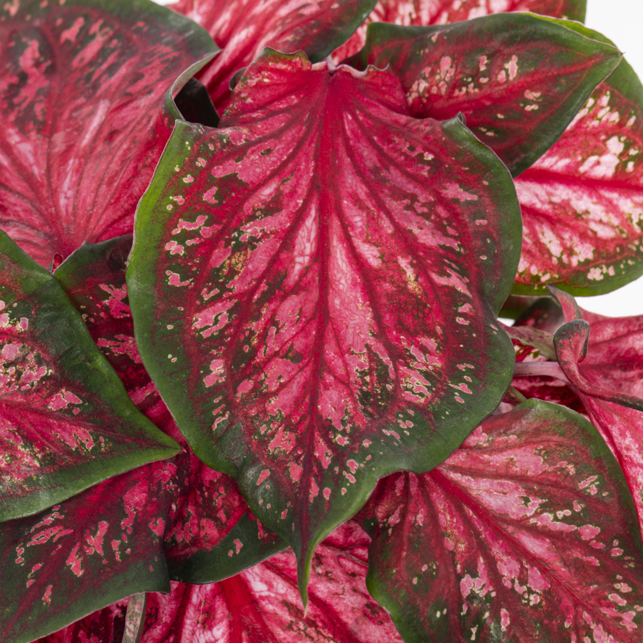 Proven Winners 2QT Multicolor Caladium Live Annual Plant Sun 3-Pack