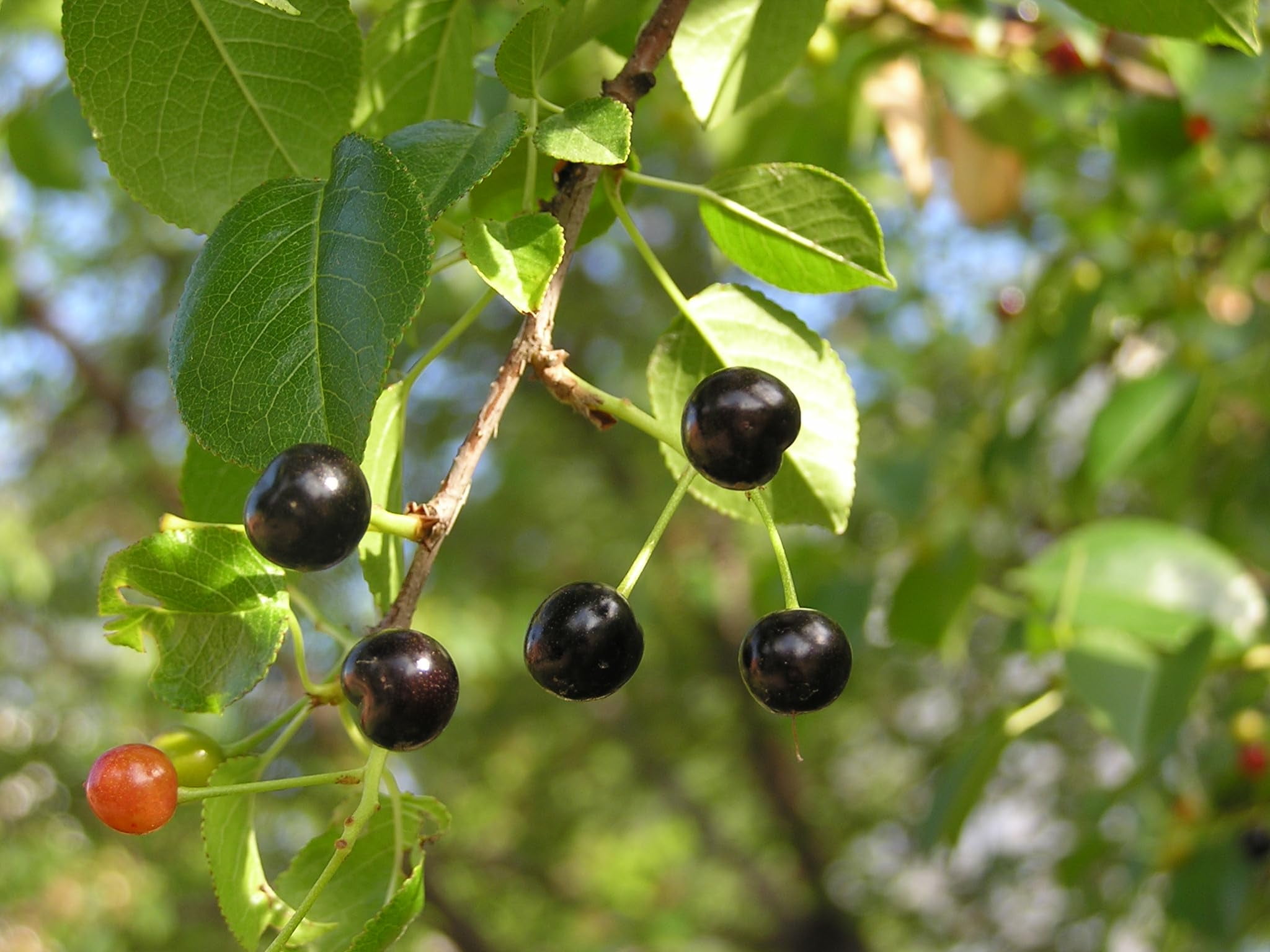 Arabian Cherry Tree | Premium Seeds | Prunus mahaleb 'Spring' | Plants'® (Premium Seeds, 100)