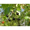 thumbnail image 4 of Arabian Cherry | Premium Seeds | Prunus mahaleb 'Fruit' | Plants'® (Premium Seeds, 20), 4 of 10