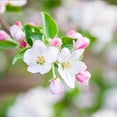 thumbnail image 4 of Brighter Blooms - Granny Smith Apple Tree, 3-4 ft. - No Shipping to AK, AZ, CA, HI, ID, OR, WA, 4 of 6
