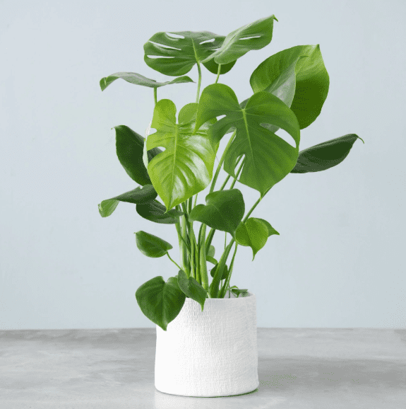 Monstera Deliciosa Plant Live for Planting, Rare Monstera Plant for Indoor Outdoor 4 to 6 Inch Tall