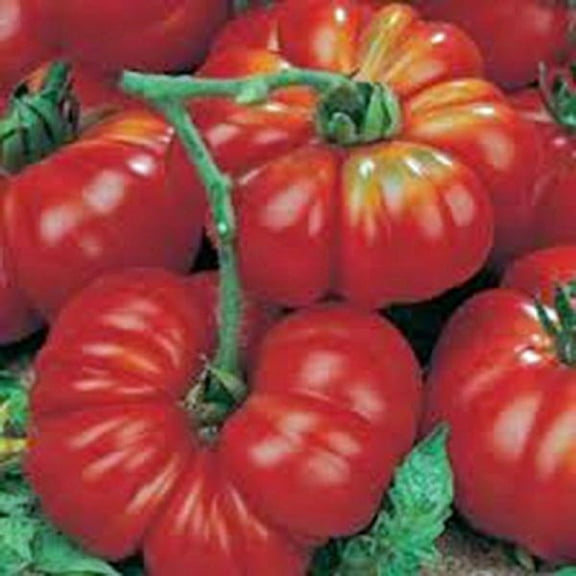 Tomato, Beefsteak, Heirloom, 500 Seeds, 1-2 Pound Fruit. Indeterminate, Super Large and Bright Red Fruits 88 Days. Heirloom, Open Pollinated, Non-GMO. Beef Steak Style Slicing Tomato.