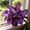 A, variant on Butterfly Flower Hostas Cultivation Granules,Bloom Year After Year-(Non-Artificial)-Fast Growing,Home Decoration-Beautiful Gift Garden-Ornamental-Premium Garden Stakes