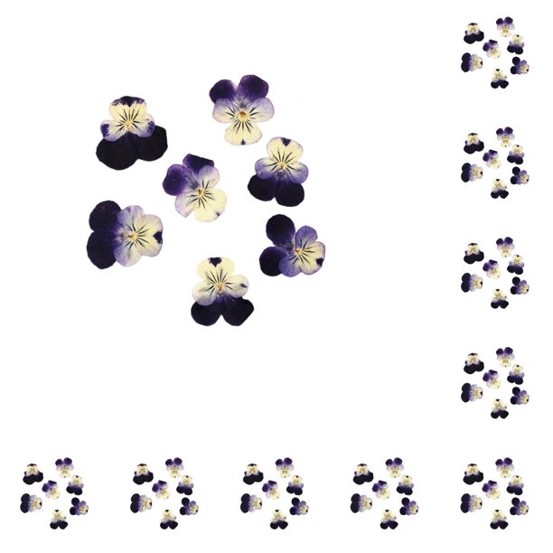 Toystoory 12 piezas de artesanías de flores secas, artesanías multipropósito DIY, flores prensadas, joyería artesanal, accesorio de tipo 6 10Conjunto