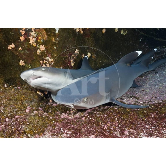 Whitetip Reef Shark Triaenodon Obesus, Unframed Photographic Print Wall Art by Reinhard Dirscherl Sold by Art.Com